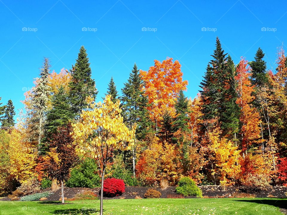 beautiful bright fall colors on the trees