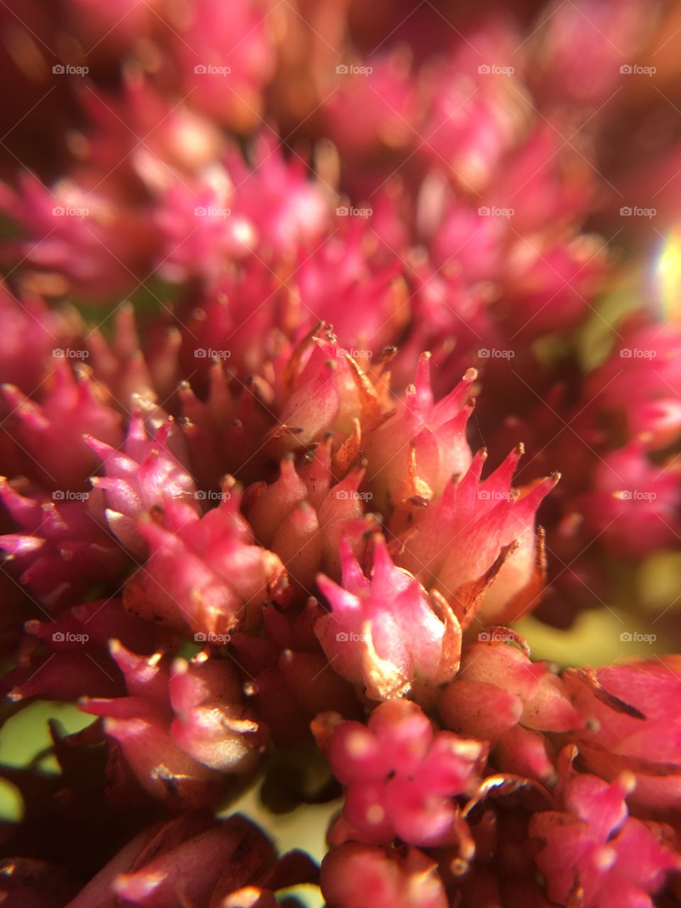 Flower cluster closeup