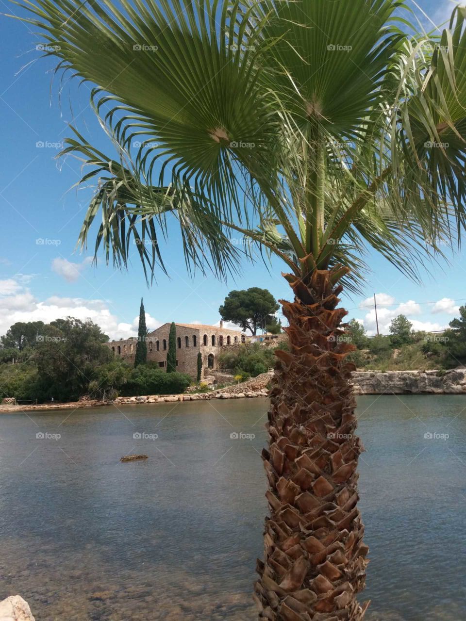 Palm tree on river