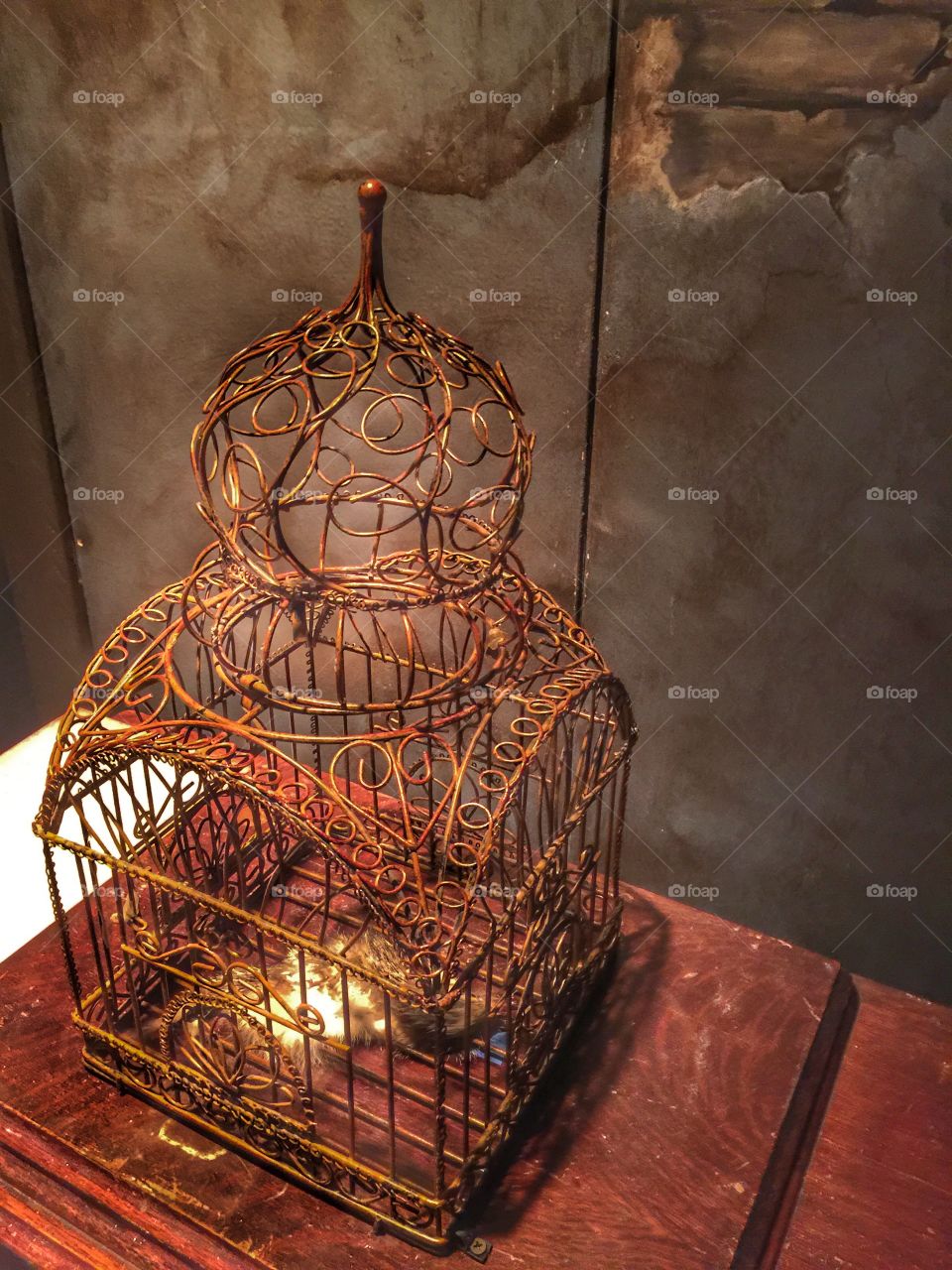 Wicked Plants exhibit at Greensboro science center. Who killed the canary?