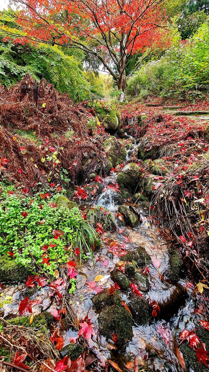 Autumn colors