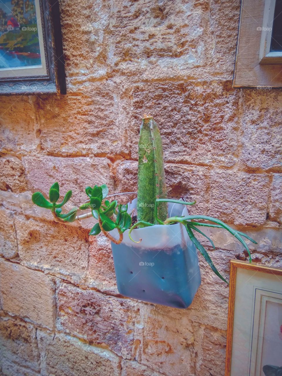 A plant on a wall. 

Tel Aviv, Israel