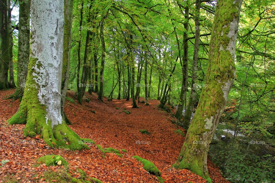 Hiking Pitlochry in autumn