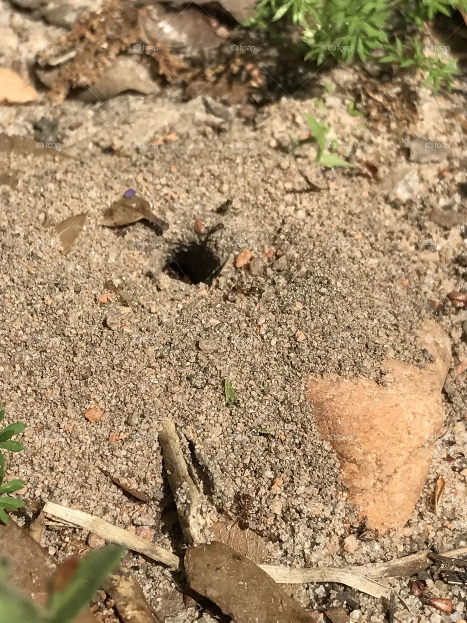 Close up for the ants