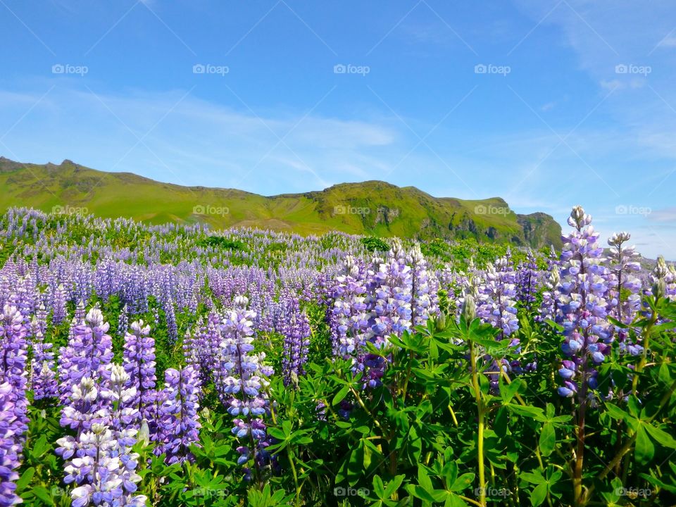 Purple fields