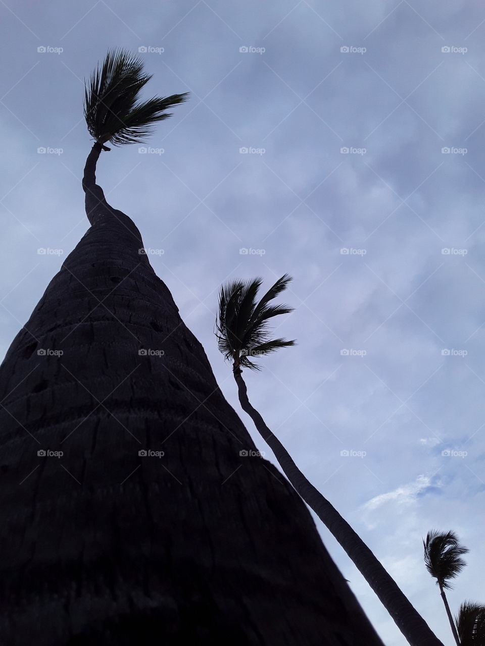 palm trees in an unusual perspective