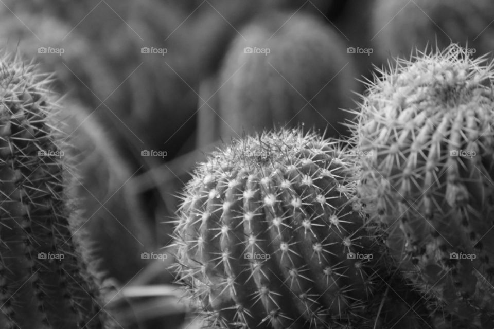 Cactus