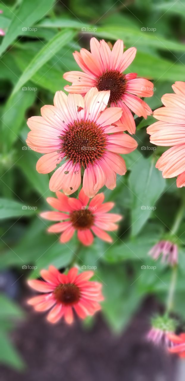 coneflower
