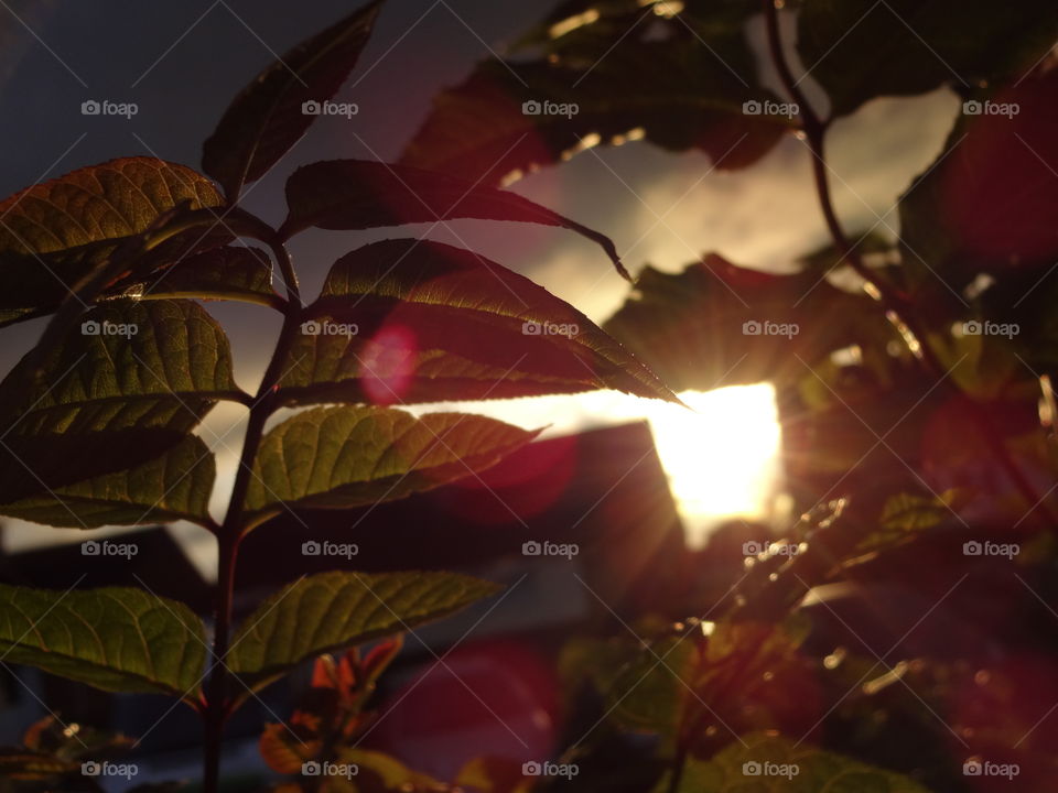 Illuminating sun rays behind the grass