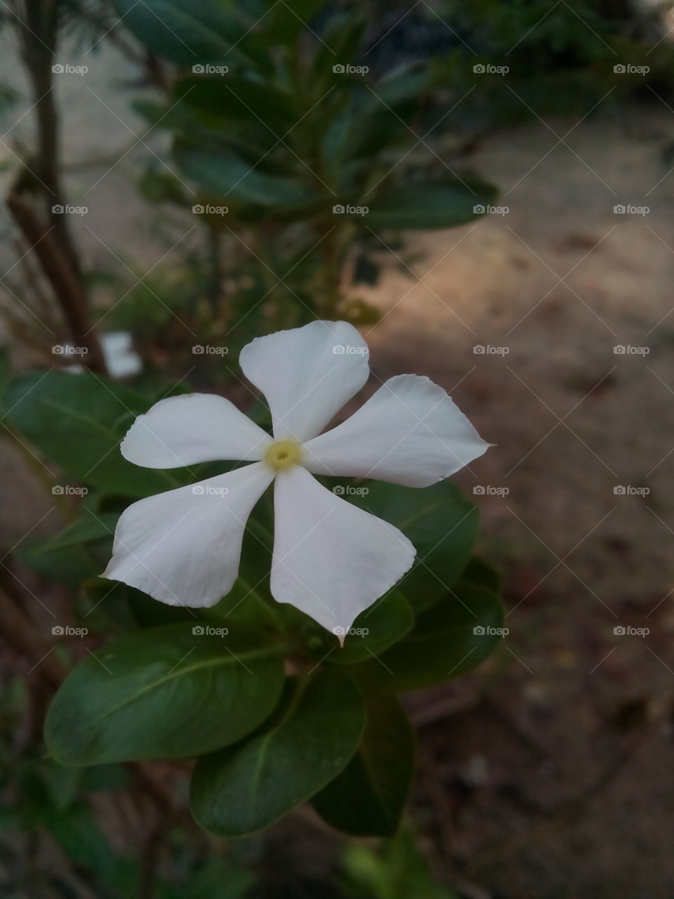 white flower