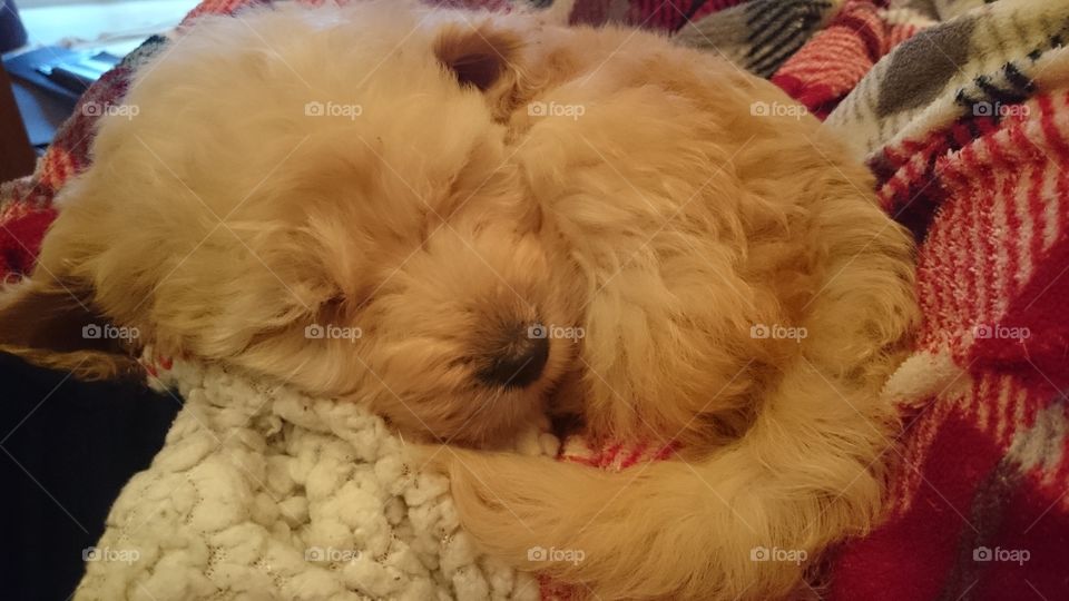 Sleeping Cockapoo puppy