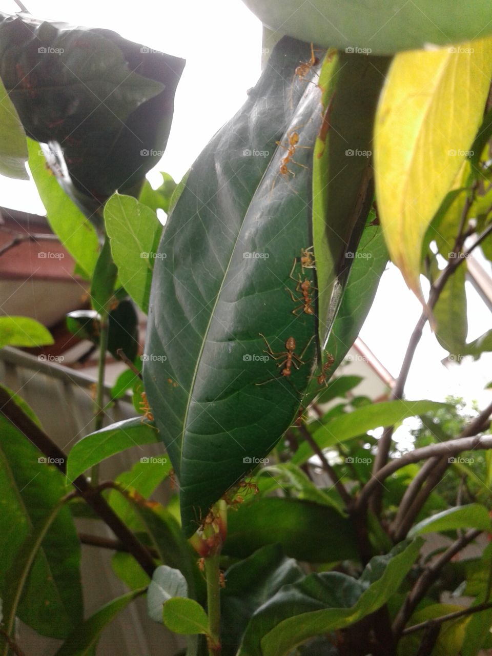 Red ants are going to work