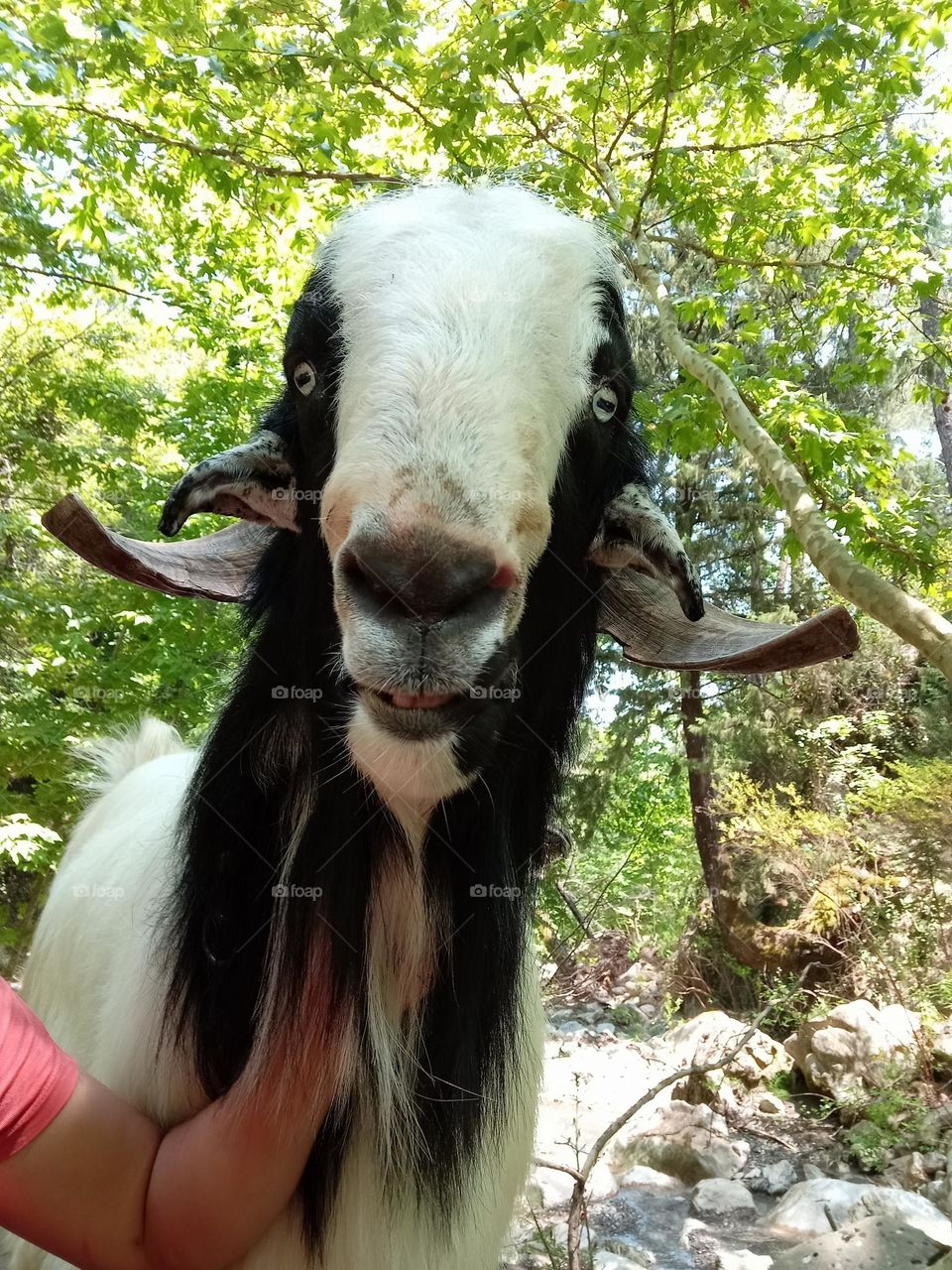 Billy goat