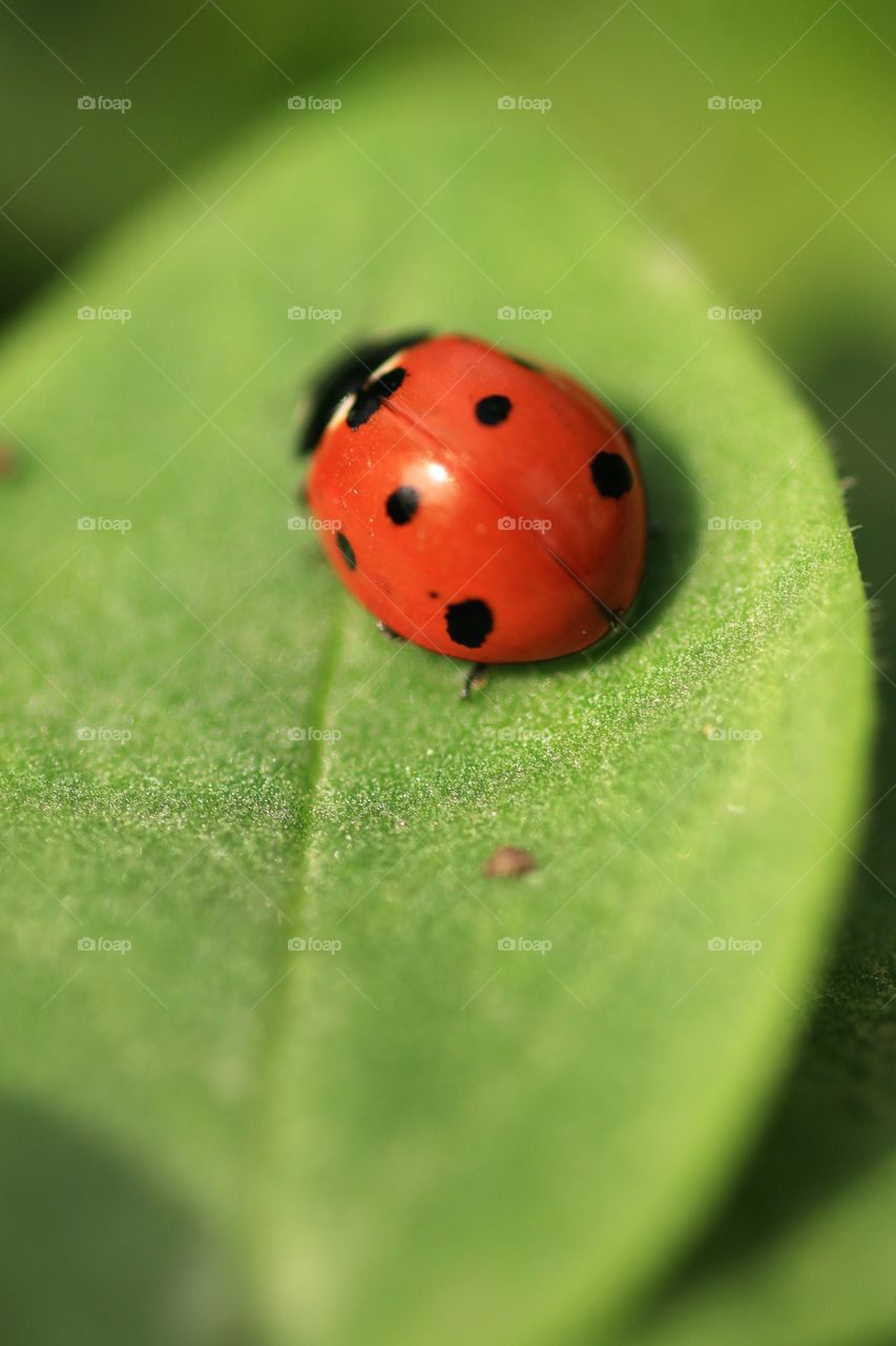 Ladybird