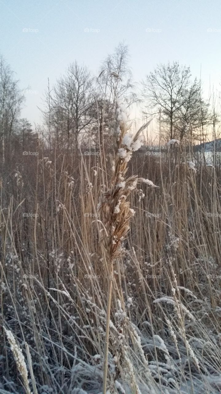 Frosty reeds. Reeds in Mariehamn 