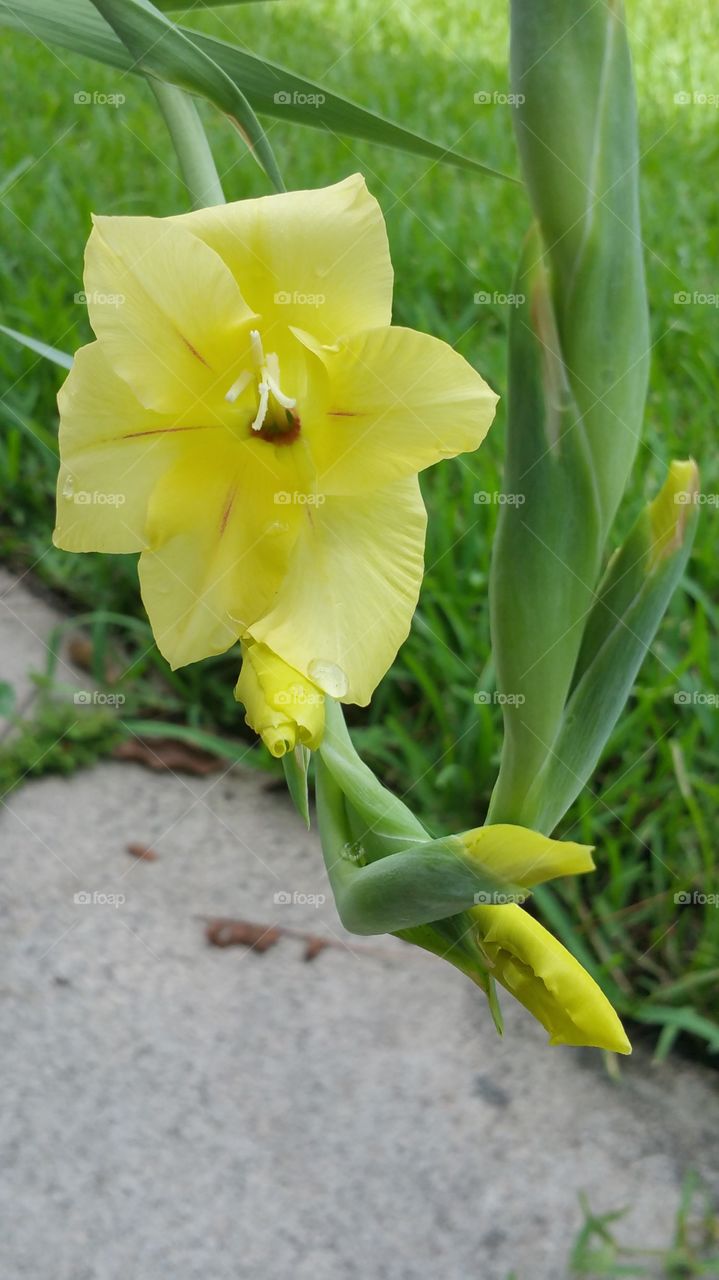 Gladiola Flower