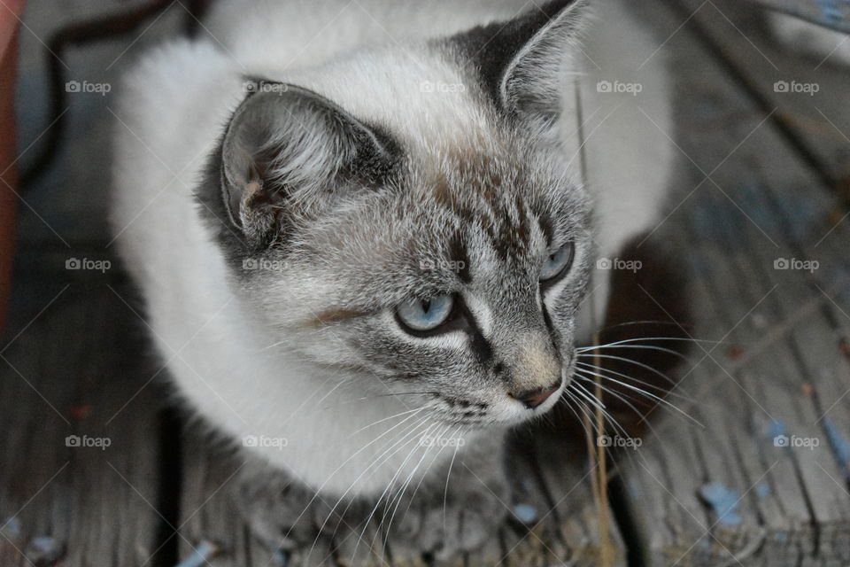 cat sitting on a porch