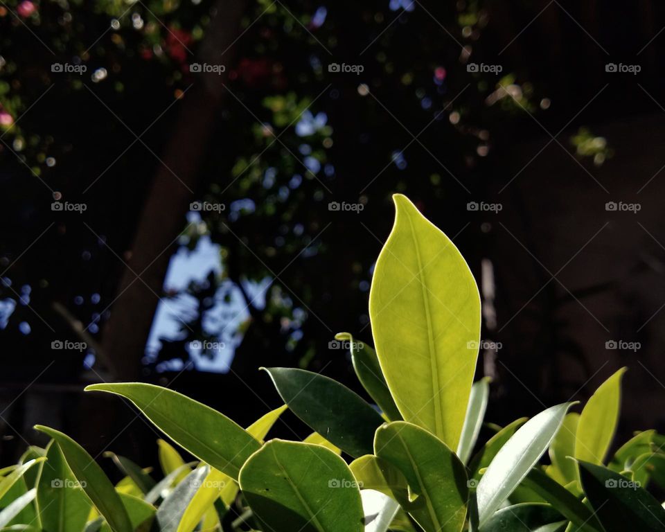 leaves in the sunny day