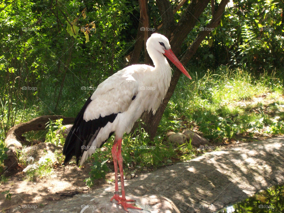 bird zoo stork by kenglund