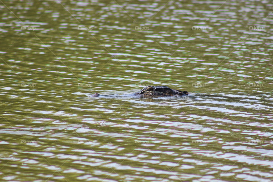 Water, River, Lake, Animal, Swimming