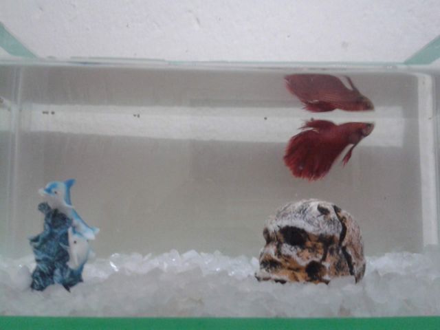 peixe beta