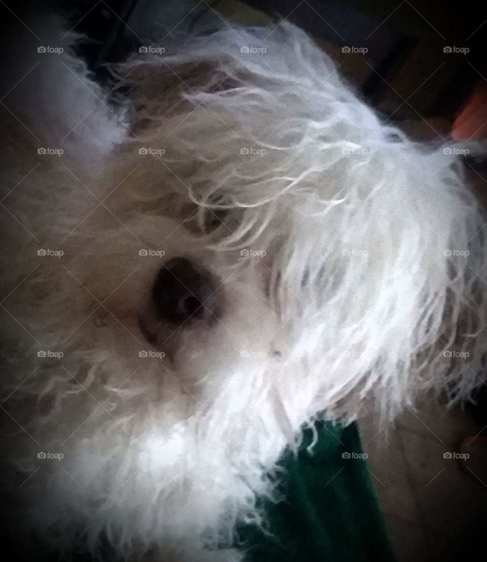 Bath day picture day, for Holly Lolly Looper