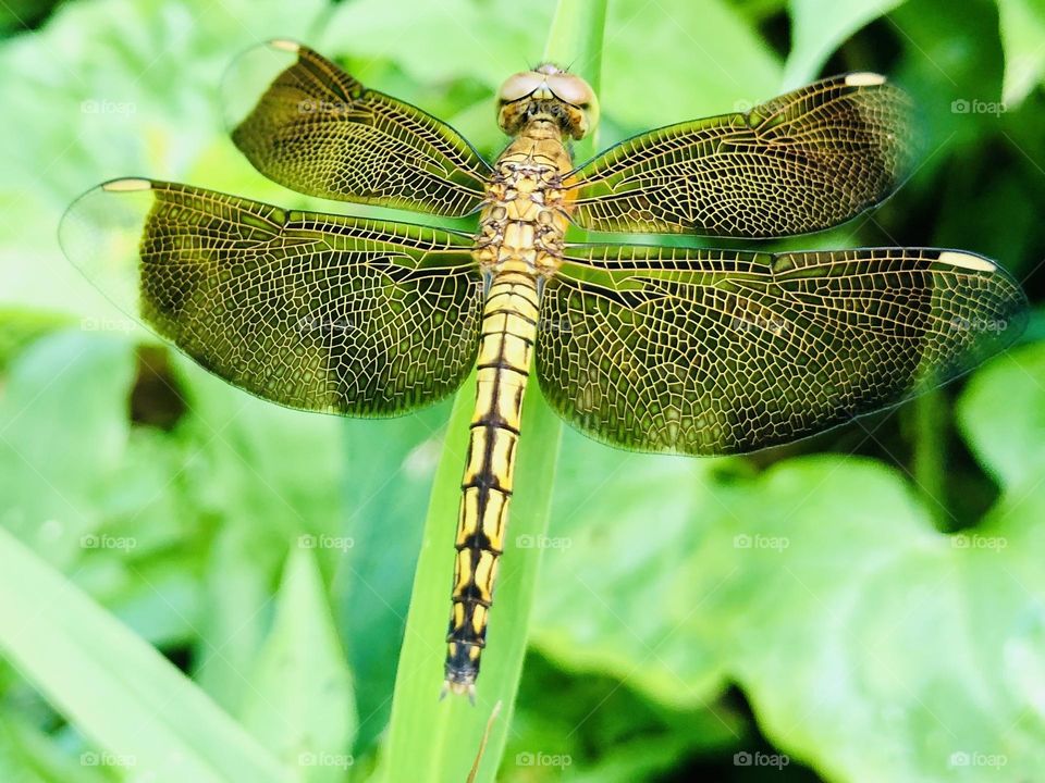Dragonfly 