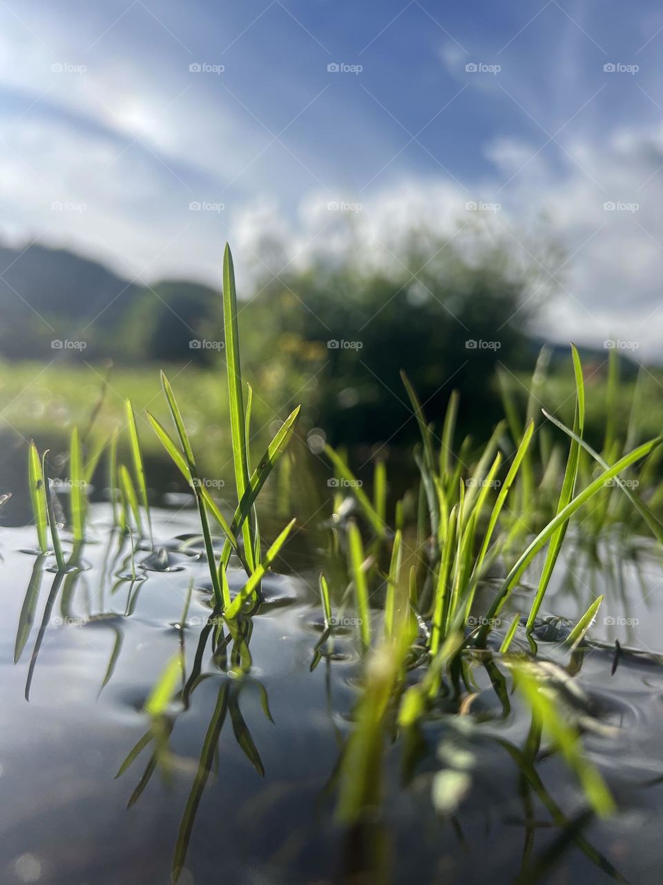 Wetland 