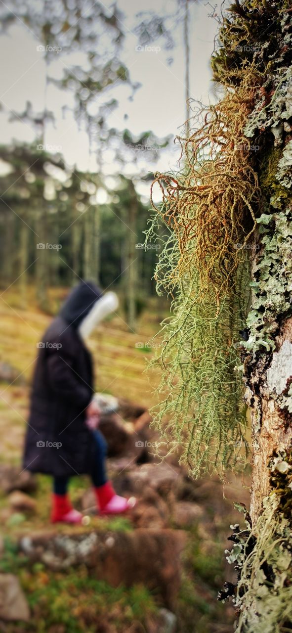 Detail of the lichen on the tree in autumn with girl in coat.