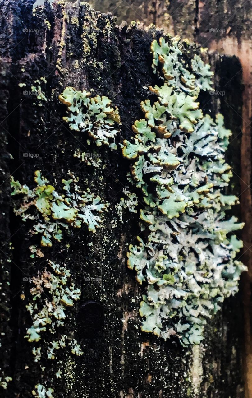 Autumn Lichen