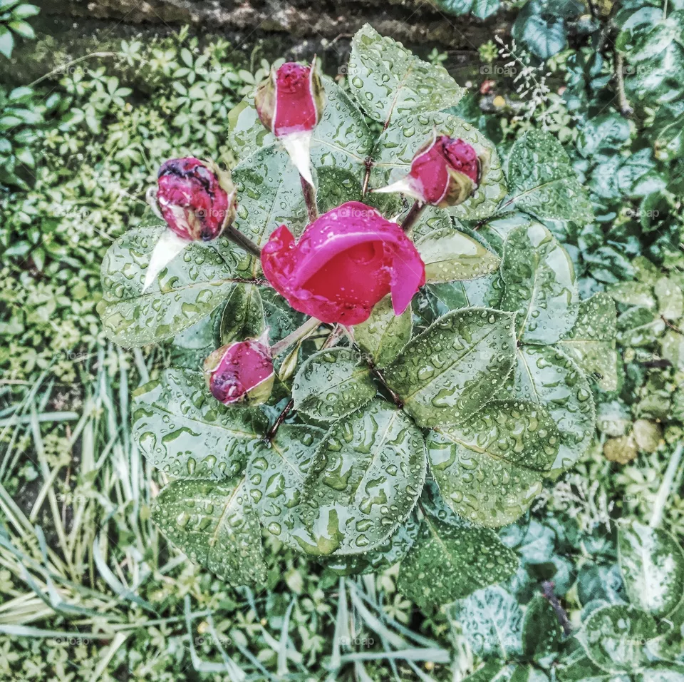 Wet flower