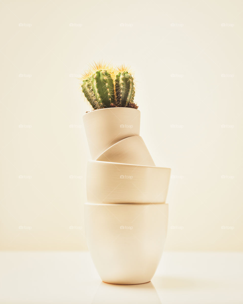 Tinted, minimalistic composition with a small cactus in white clay pots on a white table with a reflection. A tourist symbol of hot countries and travel. Home gardening and decoration concept