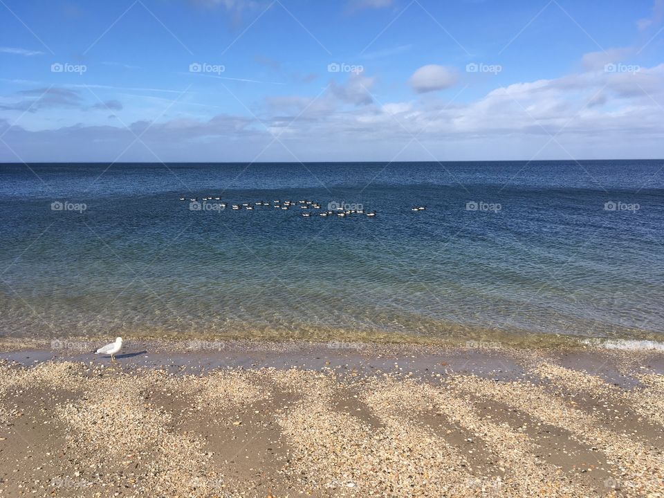 Ducks, birds and water.