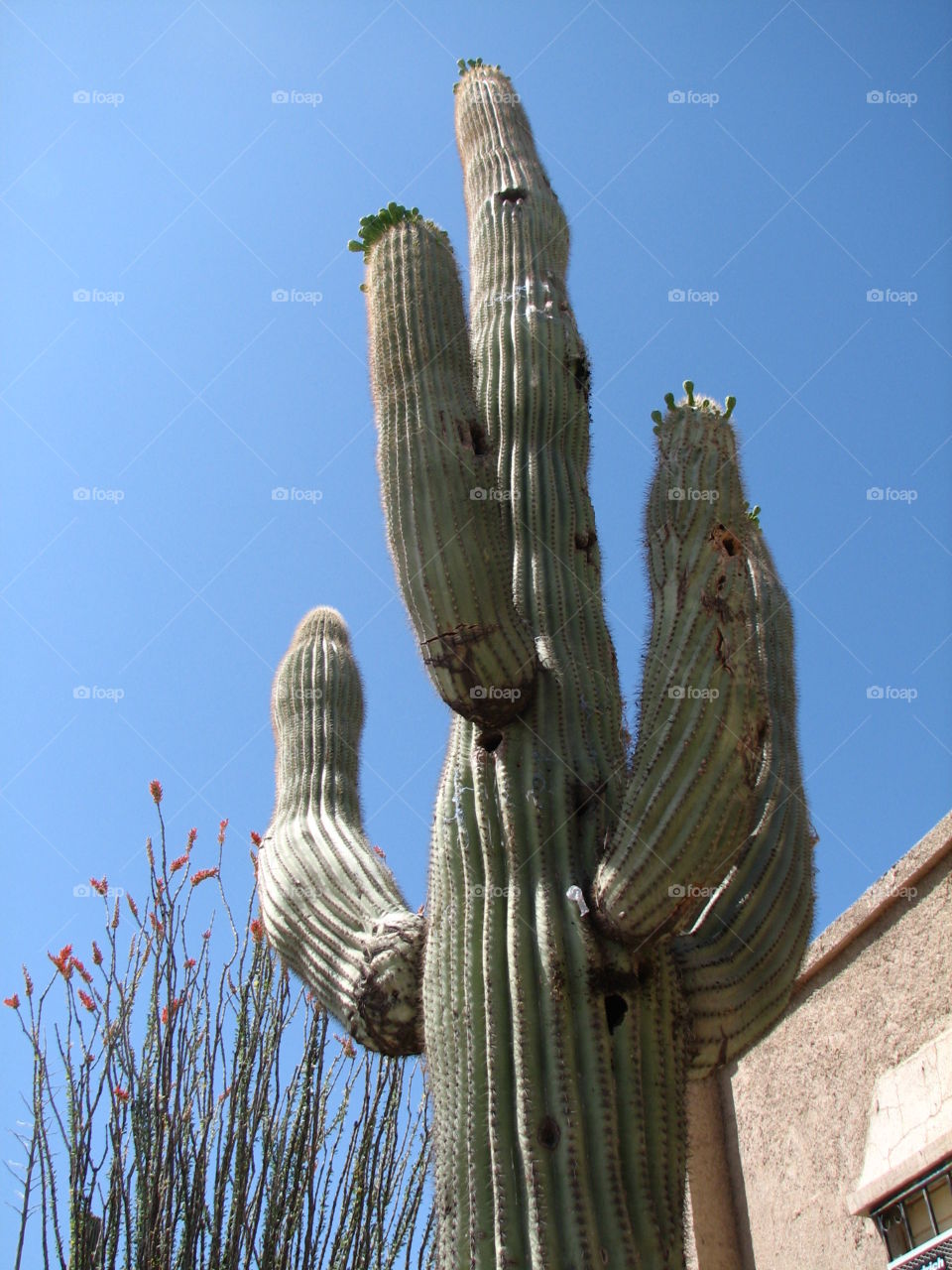 Saguaro cactus 