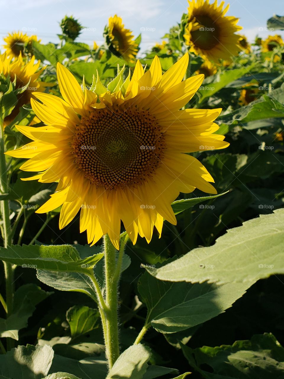 sunflower