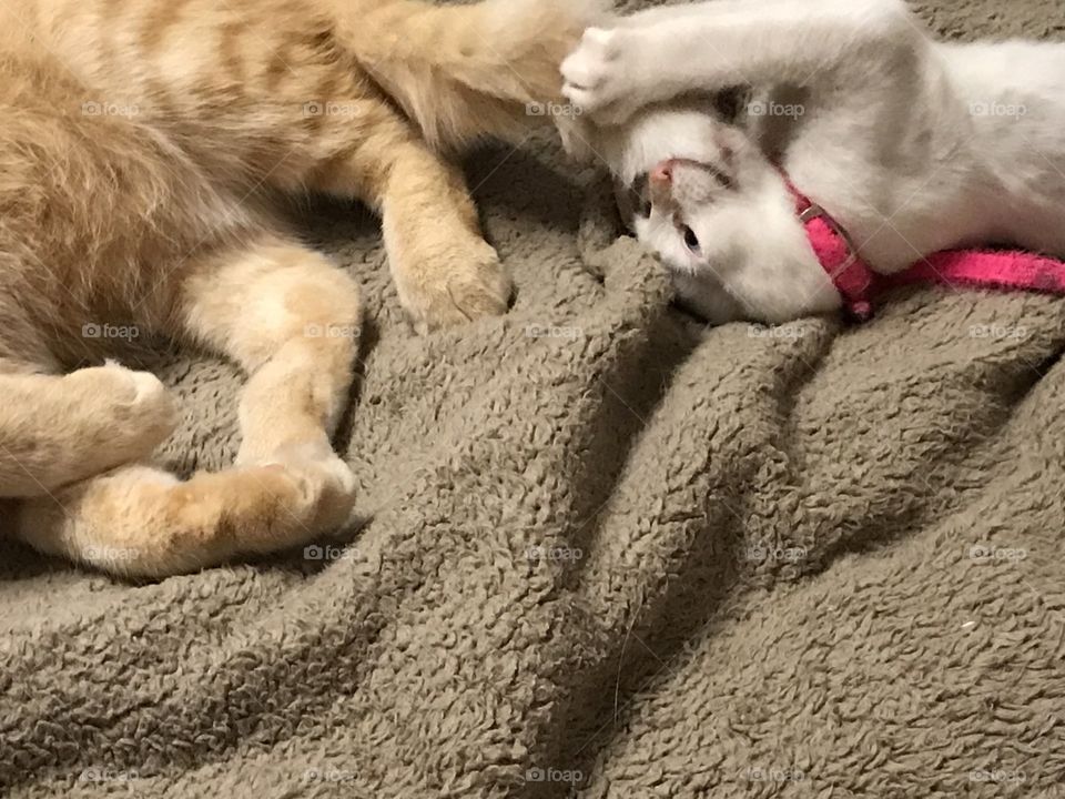 Kitten play