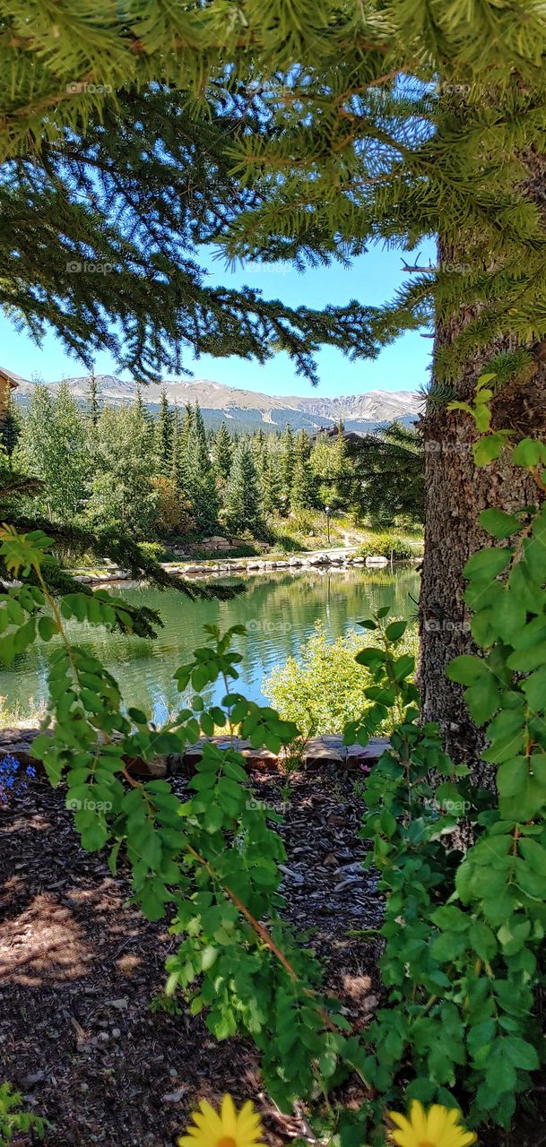 A blessing to witness this vibrant summer day in the mountains.