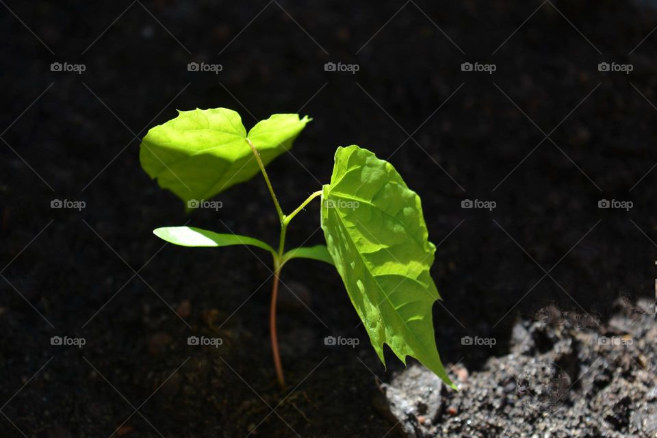 love spring time green leaves sprout 🌱 growing in ground in sunlight