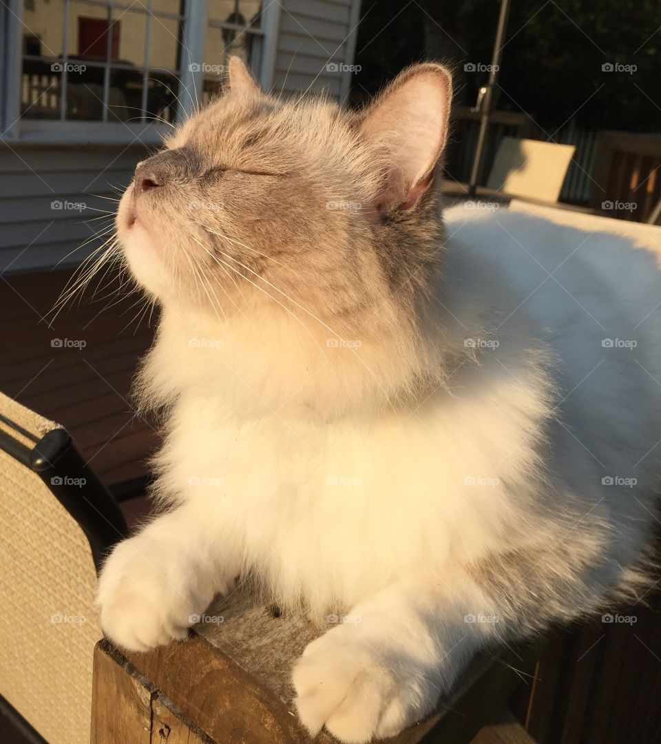 Close-up of cat with closed eyes