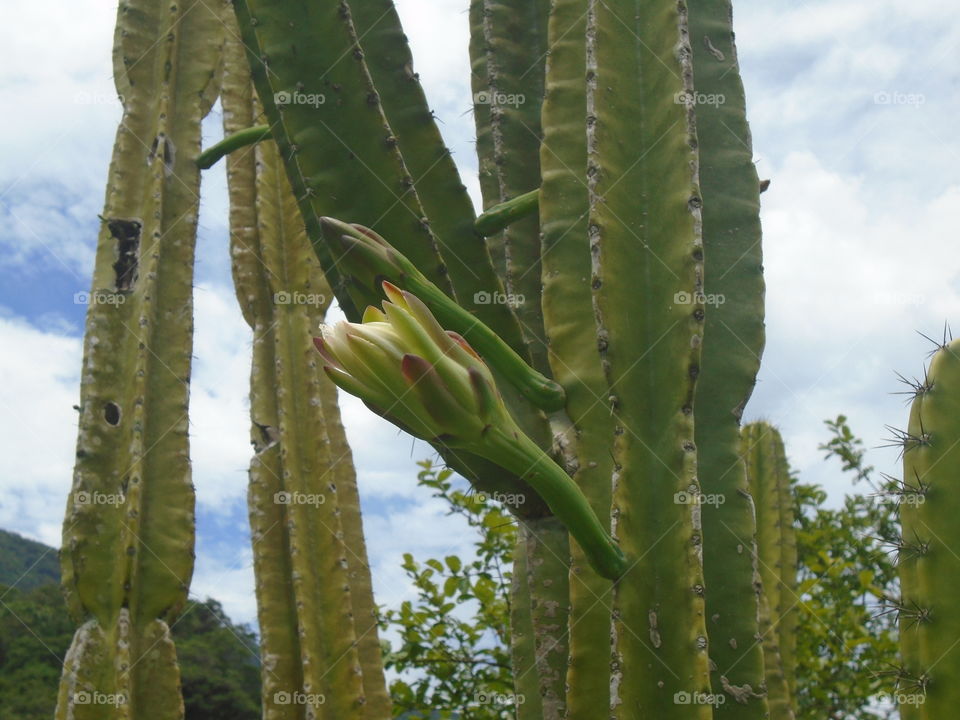 PLANT BUTTONS CACTUS FLOWERS