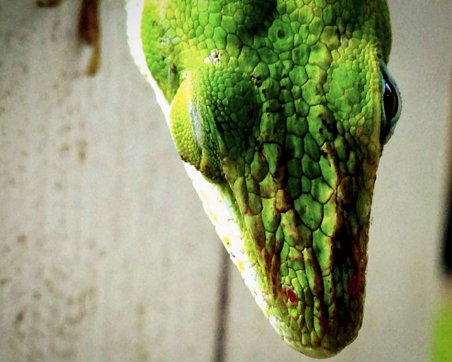 Scales