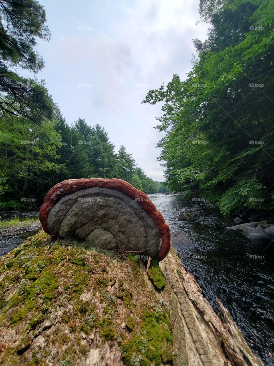 mushroom on a log