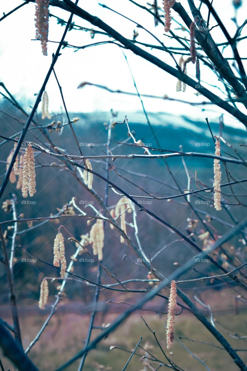 Spring hazel catkins in Wales