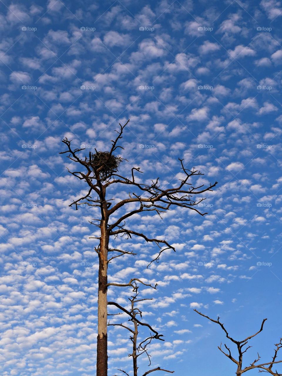 An Osprey nest in a decaying tree high in the cloudy sky - From the ground up - What the world looks like from a “frogs perspective”