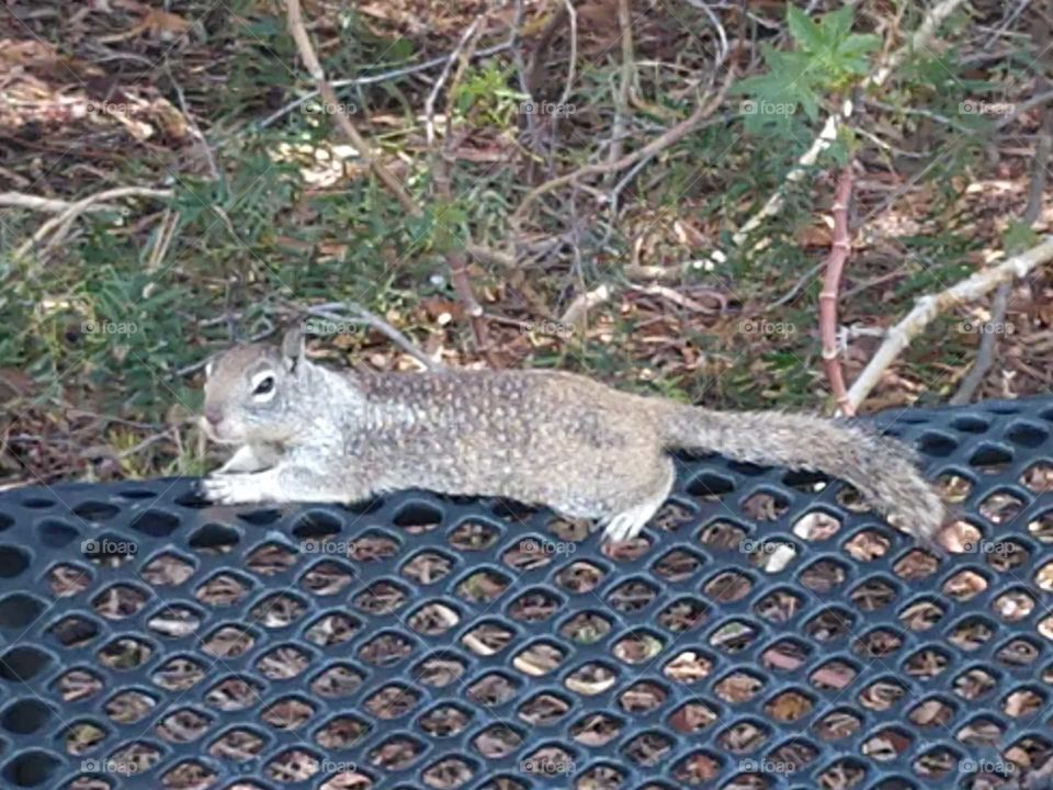 The lounging squirrel