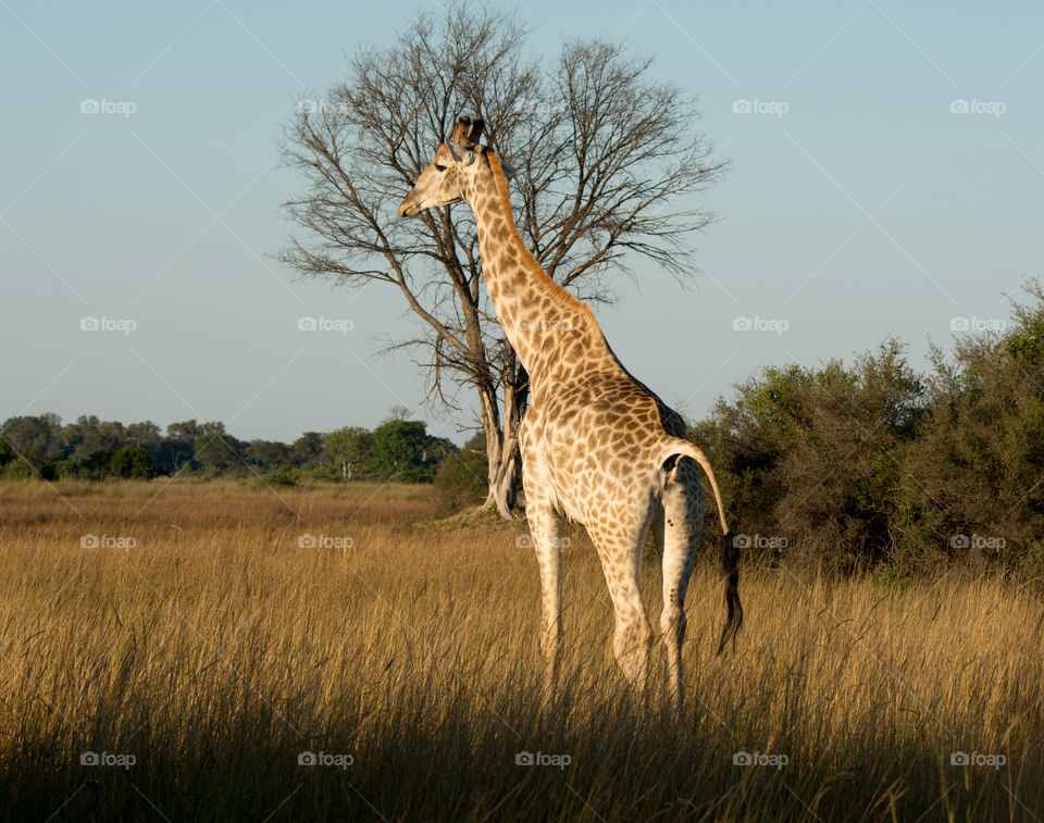 Giraffe on grassland 