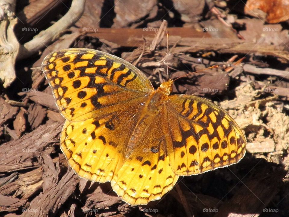 Butterfly on bark chips