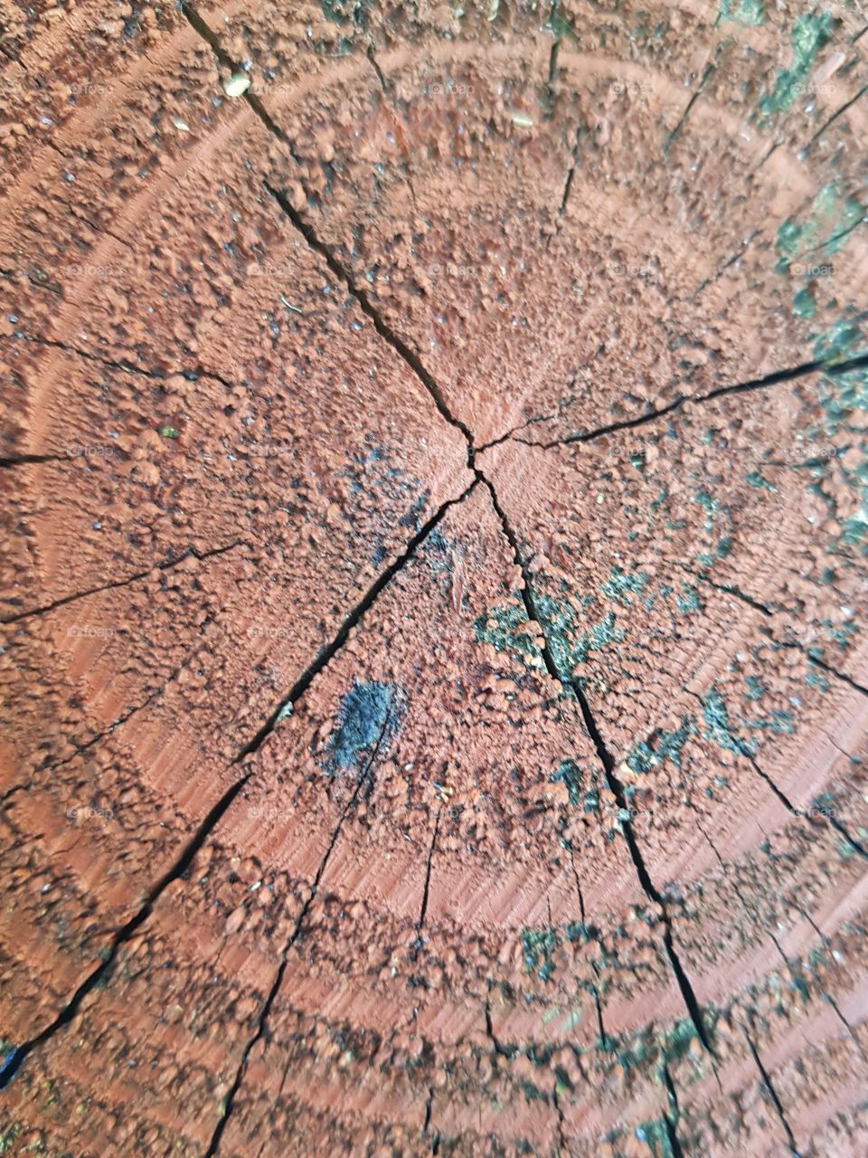 wood circle texture