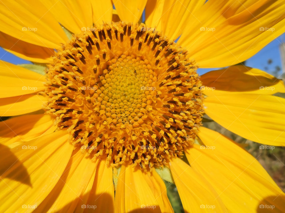 Helianthus Annuus