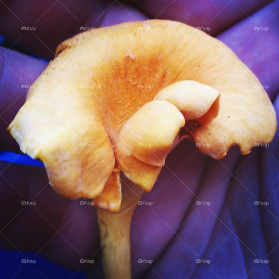 chanterelle